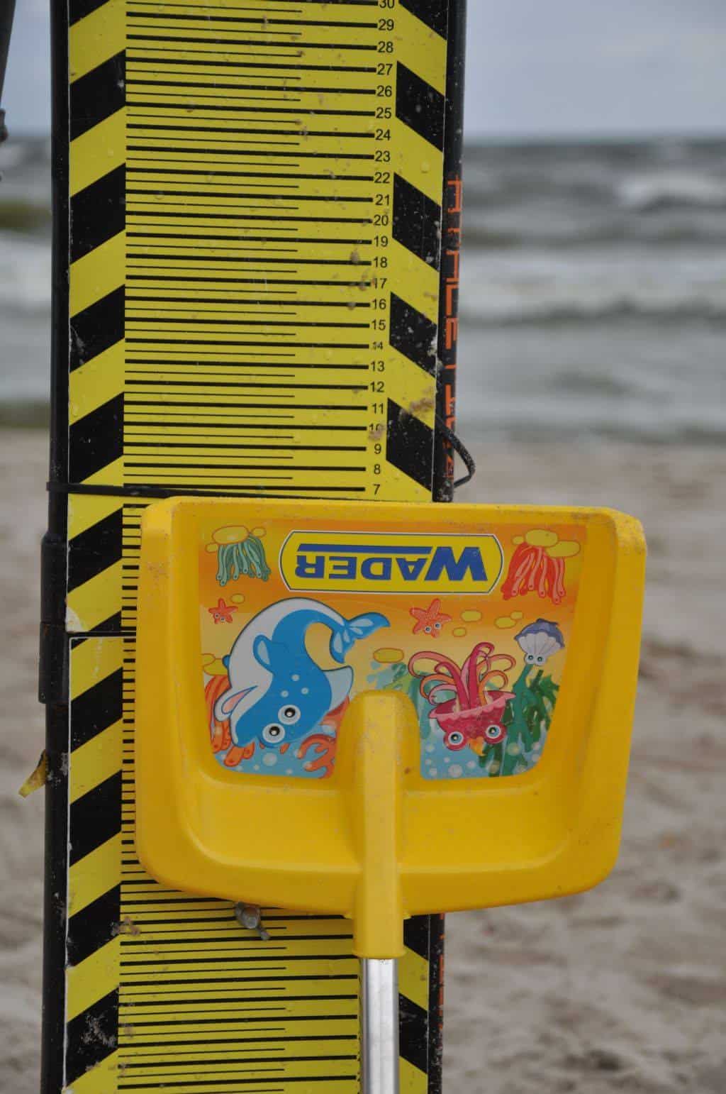 Wader kibicuje plażowym budowniczym